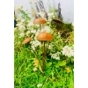 Figurka grzyby RUSTYKALNY OGRÓD DONICZKA ozdoba dekoracja jesień las 50cm